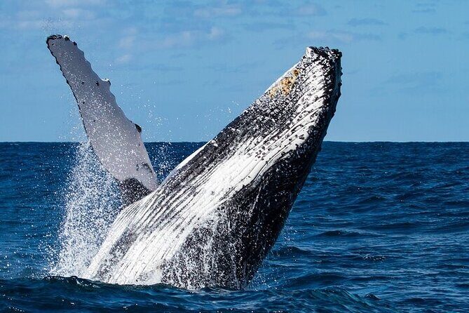 Sighting DE Marine Mammals and Snorkeling - The Offshore Search for Marine Mammals