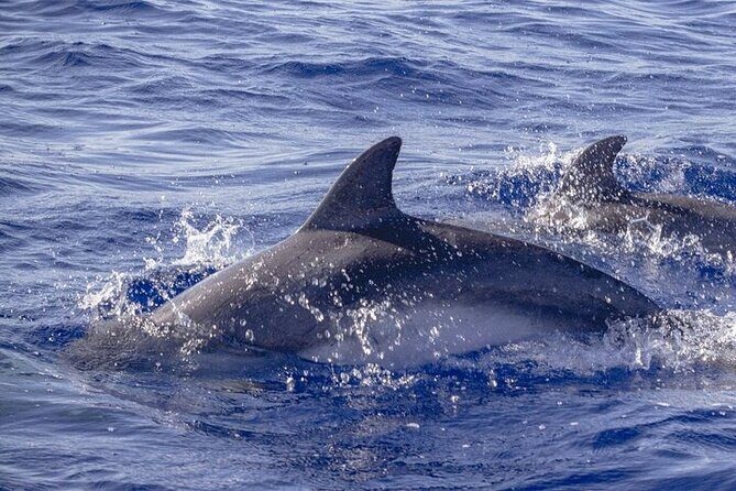 Sighting DE Marine Mammals and Snorkeling - Authentic Insights from Past Participants