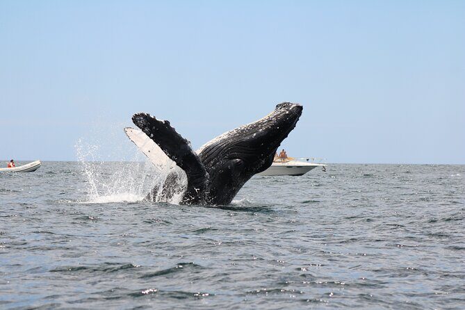 Sighting whale tour in Los Cabos - Good To Know