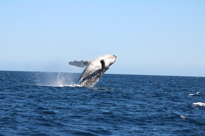 Sighting whale tour in Los Cabos - Detailed Review of the Whale Watching Experience in Los Cabos