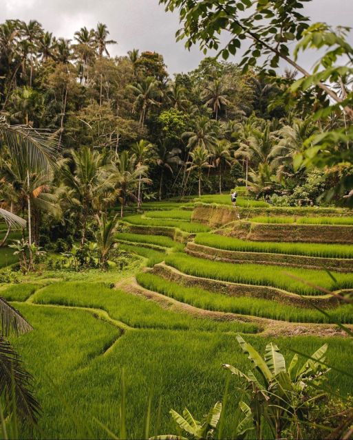 Sightseeing Around Ubud Monkey Forest and Waterfall - Booking Details