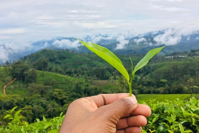 Sightseeing tour Ella & Diyaluma waterfall by car - FAQ