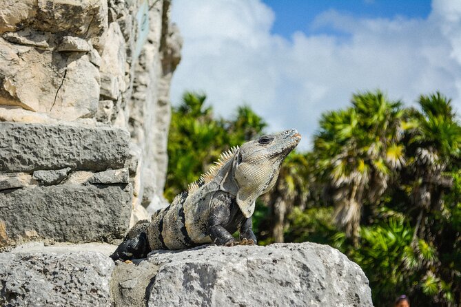 Sightseeing Tour of the Tulum Ruins National Park, Mexico - Common Questions