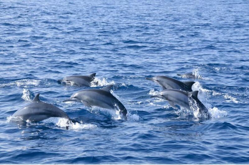 Sigiriya: 2-Day Trincomalee Tour Beach with Whale Watching - Who Will Love This Tour?