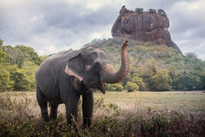 Sigiriya and Dambulla Cave Temple Private Day Trip From Bentota - Discovering Sigiriya: The Ancient Fortress