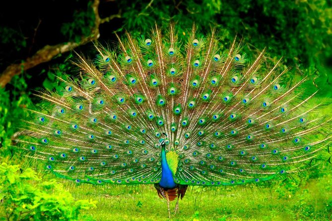 Sigiriya and Dambulla Day Trip From Kandy - Pricing and Guarantee
