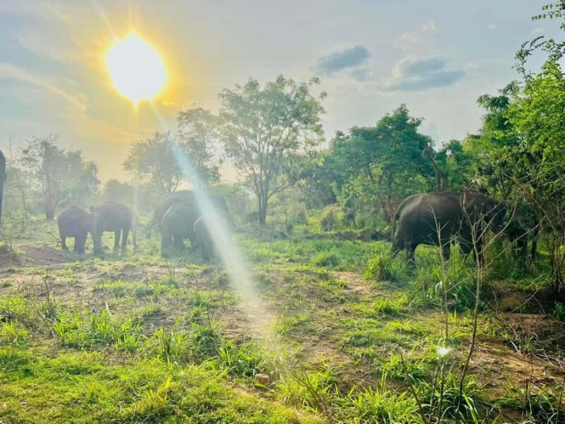 Sigiriya: Countryside Jeep Tour with Viewpoints & Villages - What to Expect from the Sigiriya Countryside Jeep Tour