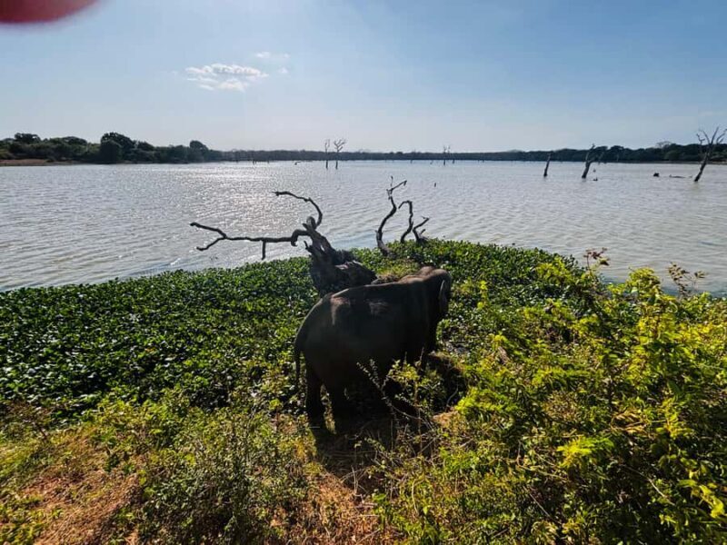 Sigiriya, Dambulla, 2 day tour with Minneriya safari - The Sum Up
