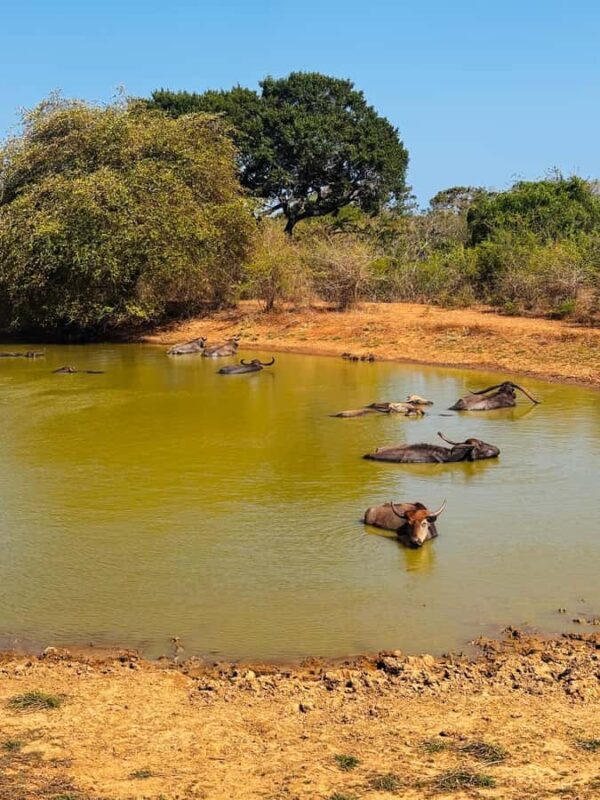 Sigiriya, Dambulla, 2 day tour with Minneriya safari - Good To Know