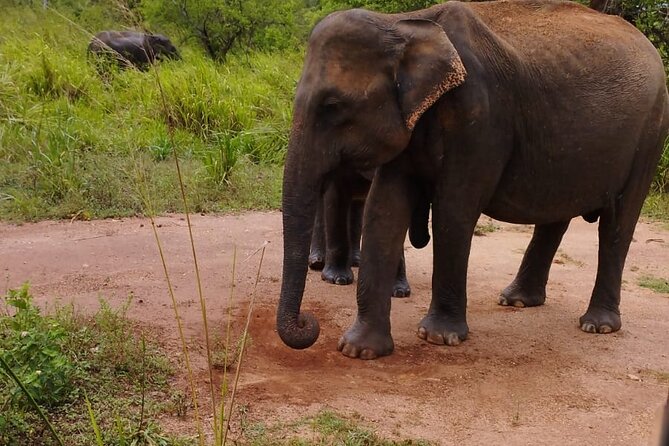 Sigiriya, Dambulla and Minneriya National Park Private Tour In - Inclusions