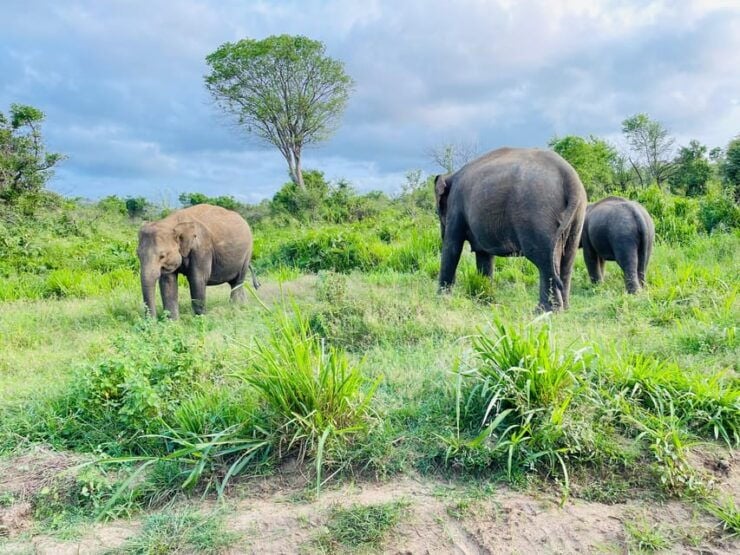 Sigiriya/Dambulla/Habarana: Minneriya National Park Safari - Itinerary Highlights