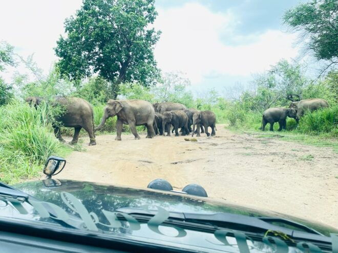Sigiriya/Dambulla/Habarana: Minneriya National Park Safari - Safari Inclusions