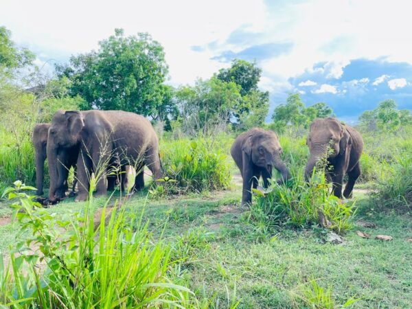 Sigiriya/Dambulla/Habarana: Minneriya National Park Safari - Safety and Guidelines