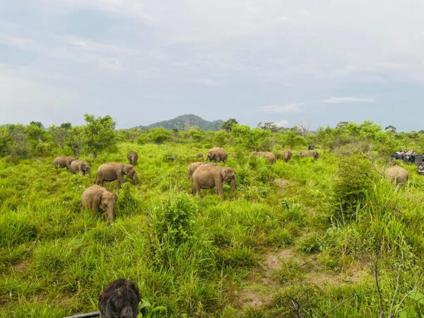Sigiriya/Dambulla/Habarana: Minneriya National Park Safari - Customer Experiences