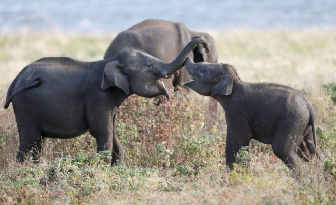 Sigiriya Dambulla & Minneriya Safari With Pickup/Drop - Highlights of the Tour