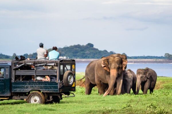 Sigiriya Dambulla & Minneriya Safari With Pickup/Drop - The Sum Up