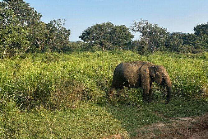 Sigiriya Dambulla Wonders Day Trip from Kandy - Transportation and Overall Experience