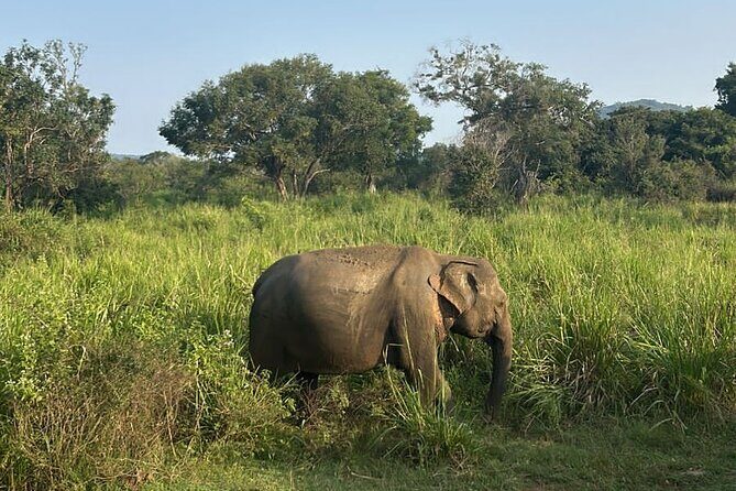 Sigiriya Dambulla Wonders Day Trip from Kandy - Price and Value
