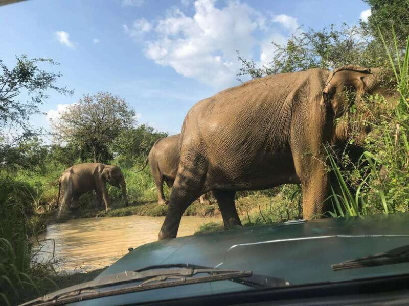 Sigiriya day tour from kandy with elephant safari(privet) - Practical Details