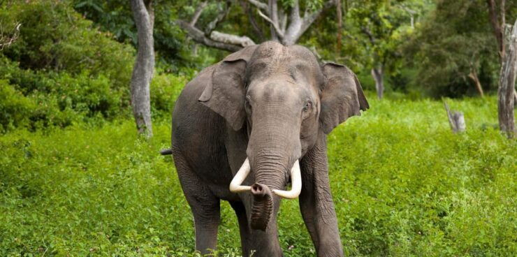 Sigiriya: Day Tour With Jeep Safari From Trincomalee - Good To Know