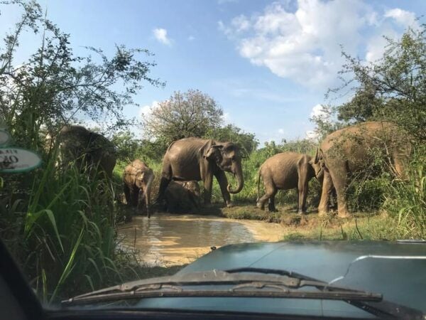 Sigiriya Drop: From Ella (Private Transfer) - Tips for a Smooth Journey