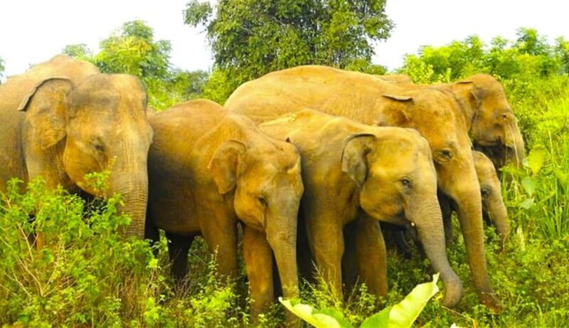 Sigiriya Fortress and best Wildlife Safari Tour - What Makes This Tour Stand Out