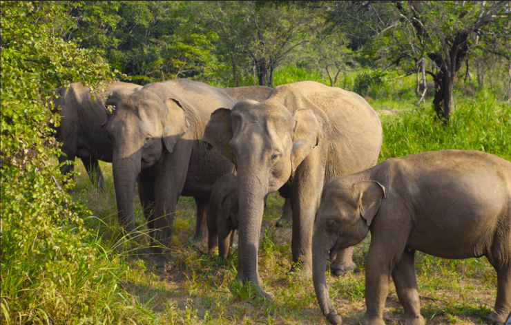 Sigiriya Fortress and Habarana Safari, Day Tour From Colombo - Good To Know