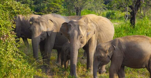 Sigiriya Fortress and Habarana Safari, Day Tour From Colombo - Frequently Asked Questions