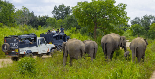 Sigiriya Fortress and Wildlife Safari, Budget Tour - Morning Activities