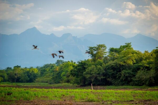 Sigiriya: Guided Bird Watching and Jungle Tour With Lunch - Contact Information