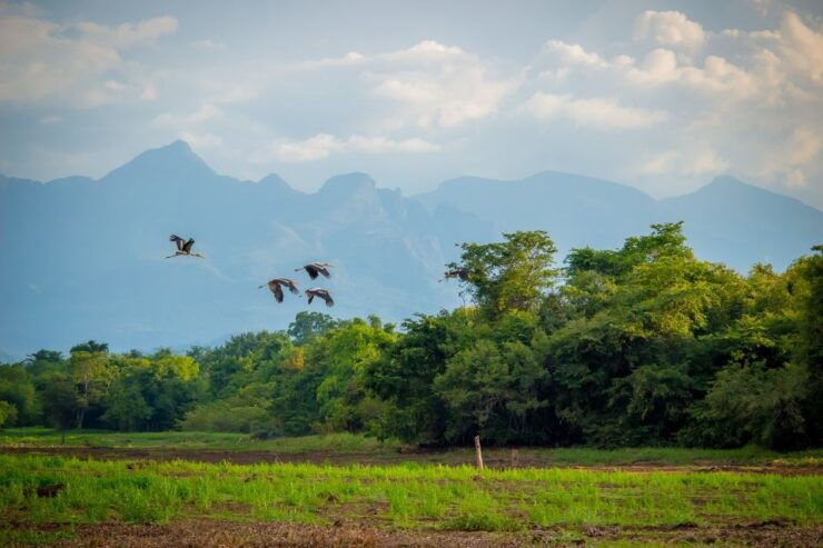 Sigiriya: Guided Bird Watching and Jungle Tour With Lunch - Good To Know