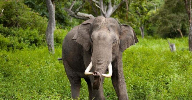 Sigiriya & Jeep Safari: All Inclusive Tour From Trincomalee - Sigiriya Lion Rock