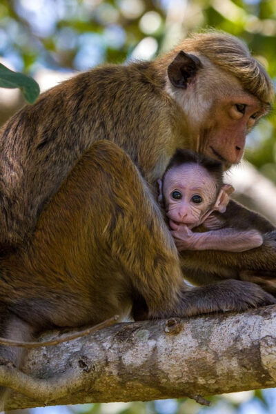 Sigiriya & Jeep Safari: All Inclusive Tour From Trincomalee - Booking and Cancellation Policy