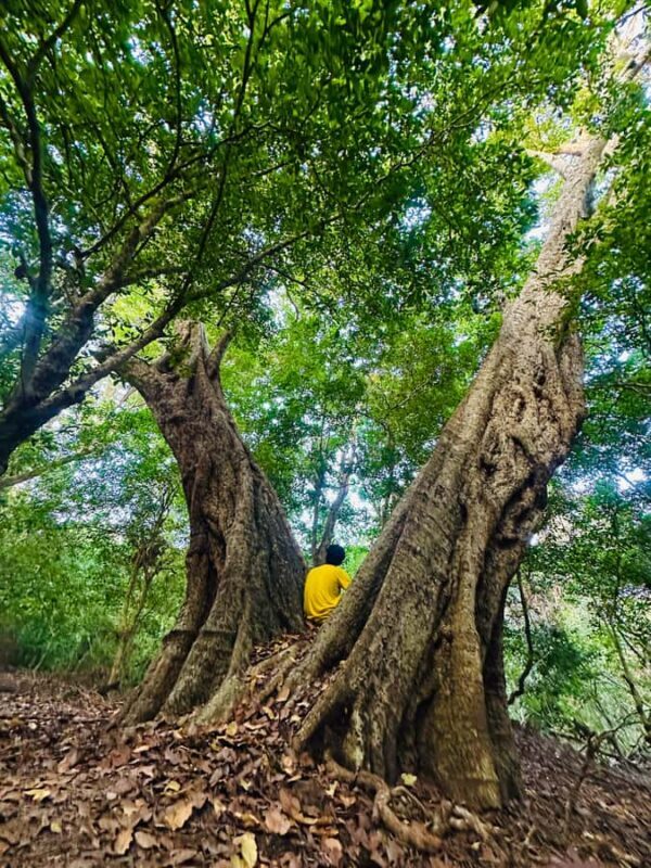 Sigiriya: Jungle Tour with Birdwatching and Wildlife - FAQs