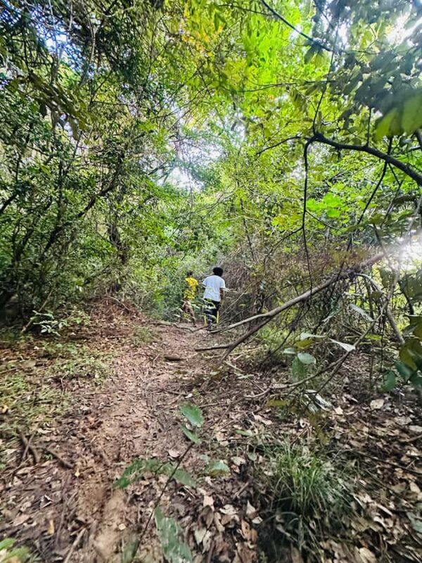 Sigiriya: Jungle Tour with Birdwatching and Wildlife - A Deep Dive into the Jungle Tour Experience