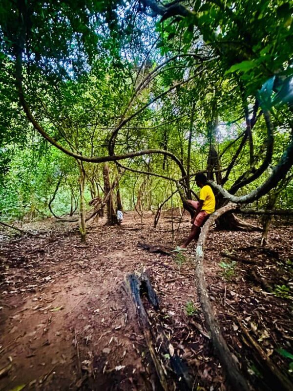 Sigiriya: Jungle Tour with Birdwatching and Wildlife - Final Thoughts