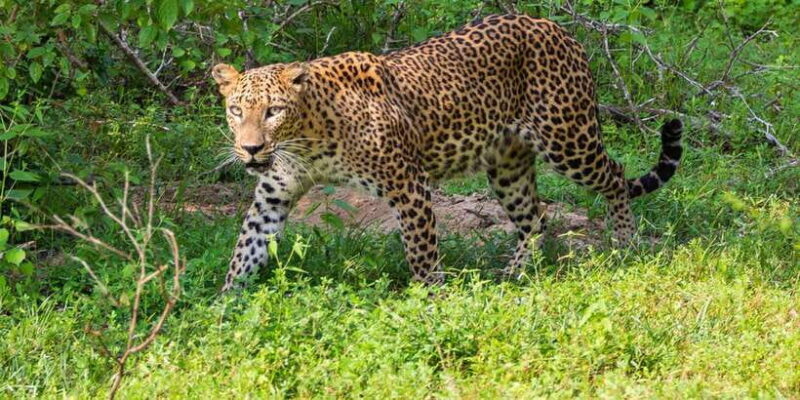 Sigiriya, Kandy 5-day Private Tour with beach, hill country - Who Will Love This Tour