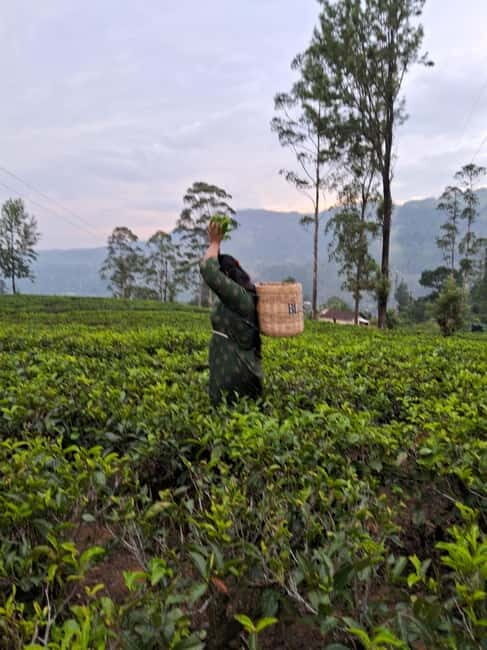 Sigiriya, Kandy, Ella : Explore Sri Lanka's Attractions Tour - FAQs