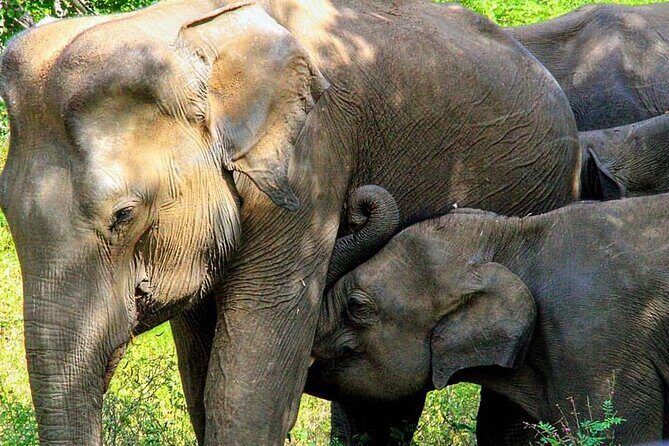 Sigiriya, Kandy to Ella TRain Ride plus Up Country TEA[B&B Basis] - Comfort, Convenience, and Transparency