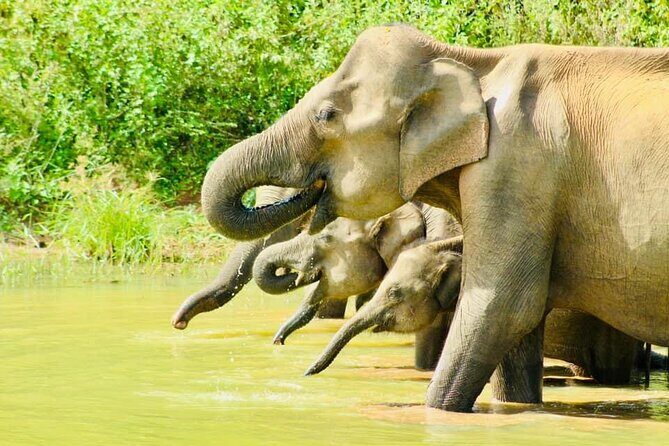 Sigiriya, Kandy to Ella TRain Ride plus Up Country TEA[B&B Basis] - FAQs