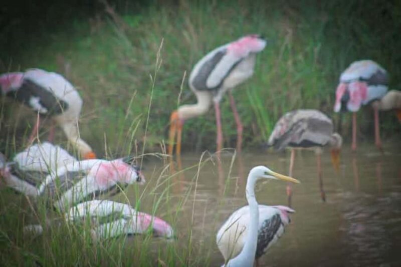 Sigiriya: Kaudulla National Park Safari  Elephants & Birds - Who Should Consider This Safari?