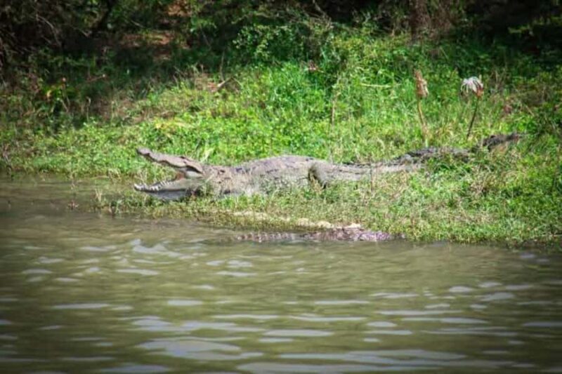 Sigiriya: Kaudulla National Park Safari  Elephants & Birds - FAQ