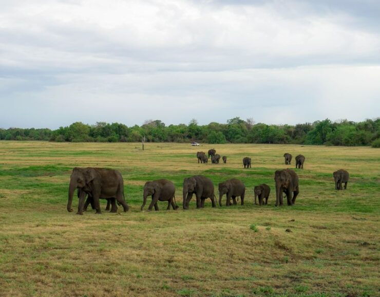 Sigiriya Lion Rock & Evening Safari Full Day Privet Tour - Pickup and Drop-off Locations