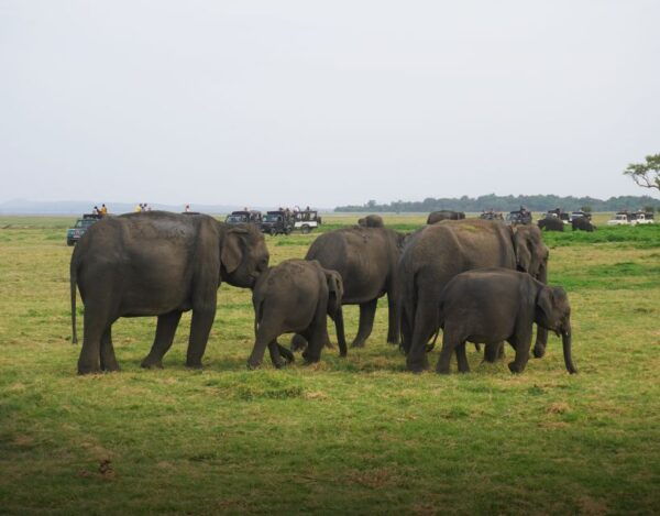 Sigiriya Lion Rock & Evening Safari Full Day Privet Tour - Common Questions