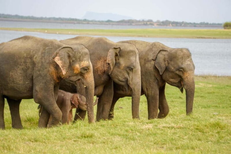 Sigiriya Lion Rock Hike & Minneriya National Park Safari - Exploring Sigiriya Lion Rock – A Climb with Panoramic Rewards