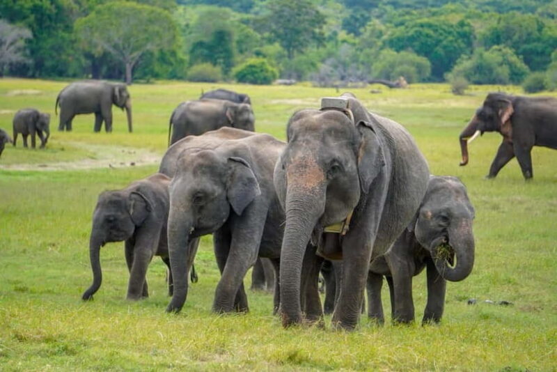 Sigiriya Lion Rock Hike & Minneriya National Park Safari - Why This Tour Is Worth Considering