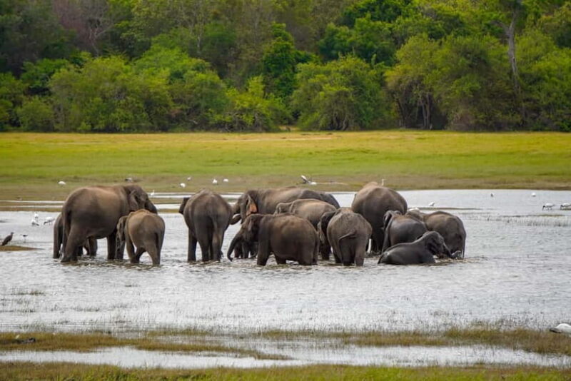 Sigiriya Lion Rock Hike & Minneriya National Park Safari - Deep Dive: The Itinerary and What to Expect
