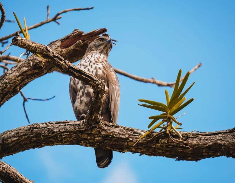 Sigiriya: Lion Rock Hike & Minneriya Safari Day Tour - Who Will Love This Tour?