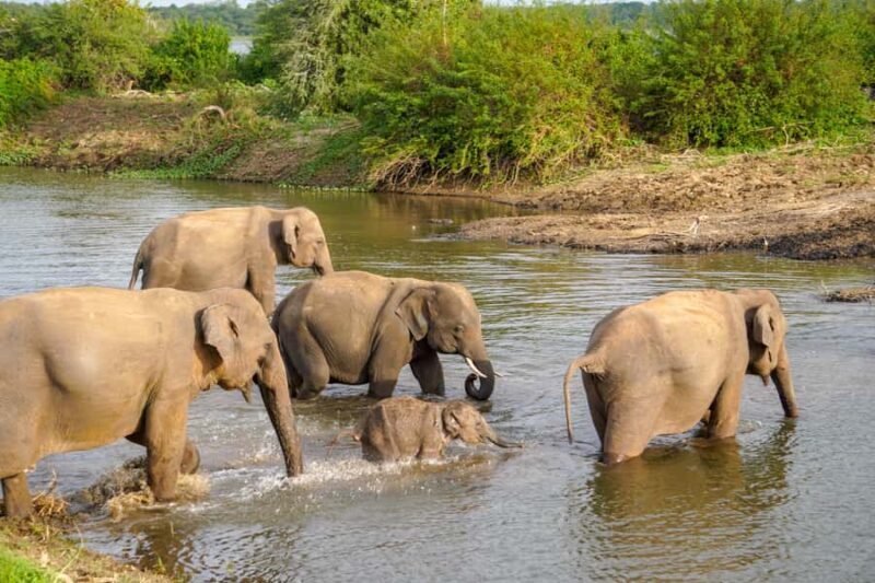 Sigiriya: Lion Rock Hike & Minneriya Safari Day Tour - The Sum Up: Is this Tour Right for You?