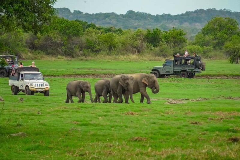 Sigiriya: Lion Rock Hike & Minneriya Safari Day Tour - Good To Know